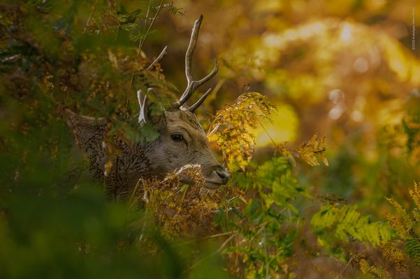 d e r . g o l d e n e . o k t o b e r