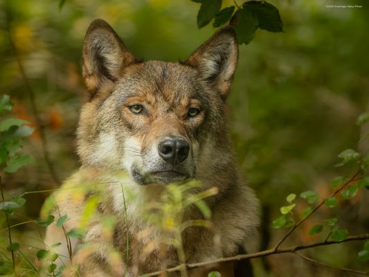 d e r . g r a u e . w o l f 