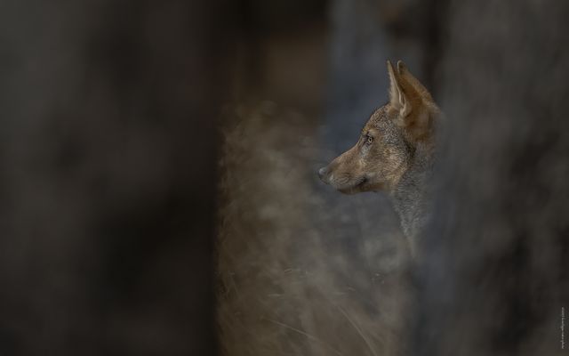 d e r . h e i m l i c h e . b l i c k 