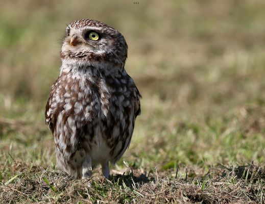 D E R _K L E I N E _K A U Z