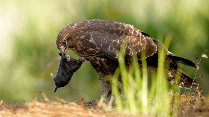 --- D E R . M A U L W U R F ... ---