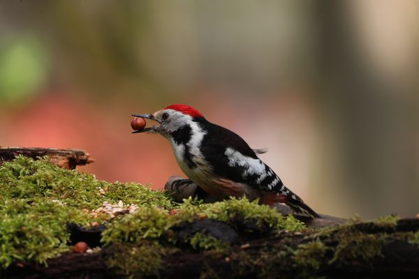 D E R _M I T T E L S P E C H T