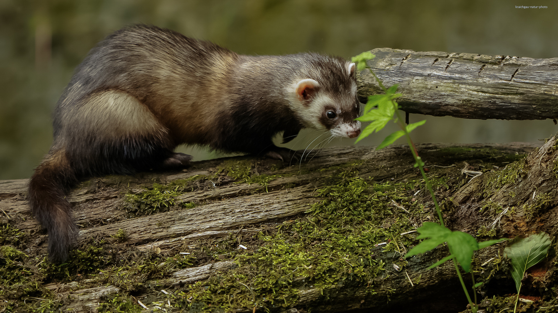  d e r . n a h e z u . u n s i c h t b a r e . f r o s c h l i e b h a b e r 