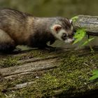  d e r . n a h e z u . u n s i c h t b a r e . f r o s c h l i e b h a b e r 