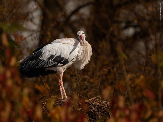 d e r . N O V E M B E R—A D E B A R 