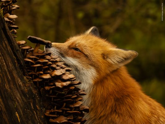 „ d e r . P i l z L i e b h a b e r “