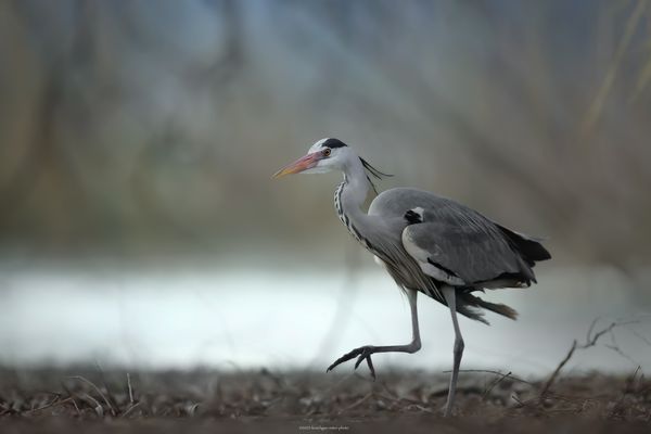 « d e r . S c h r e i t [e n d e] V o g e l »