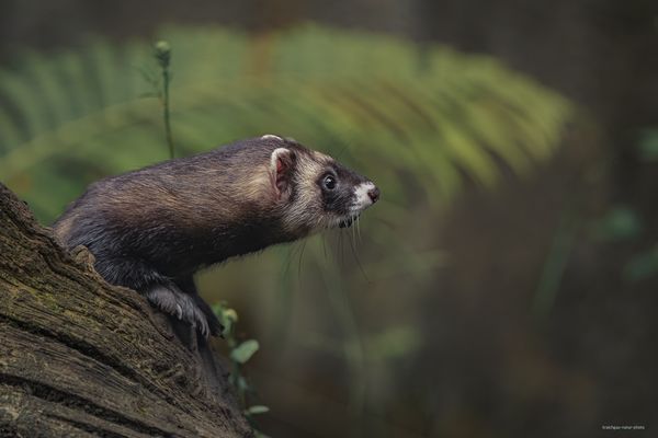 „ d e r . s t i n k e r “ 