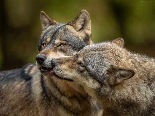 d e r . W o l f s K u s s 