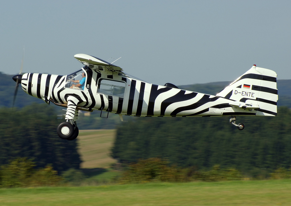 - D - ENTE - oder das fliegende Zebra