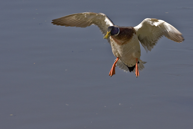 D-GOOSE im Anflug ...