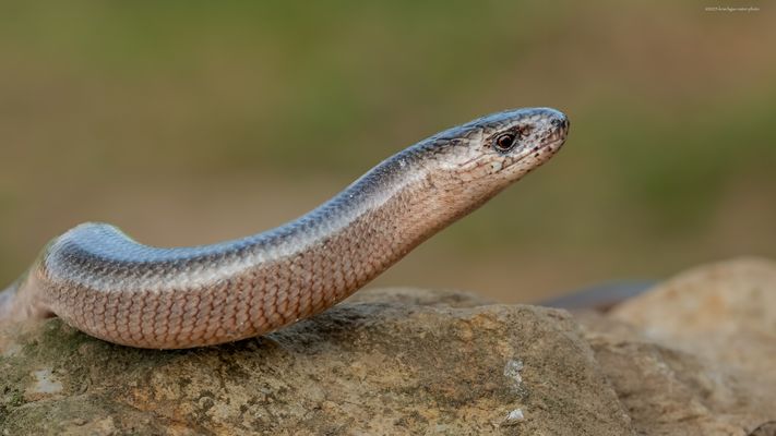 . . d i e . e i d e c h s ‘ . o h n e . f ü s s ‘ . . 