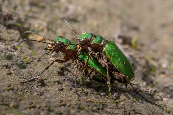 „ d i e . G a l l i e r . t r e i b e n ‘ s . b u n t “