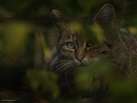 . . d i e . U N S I C H T B A R E . .