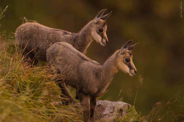 d i e . z w i l l i n g e 