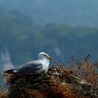 d' Ici, je peux surveiller mon chateau