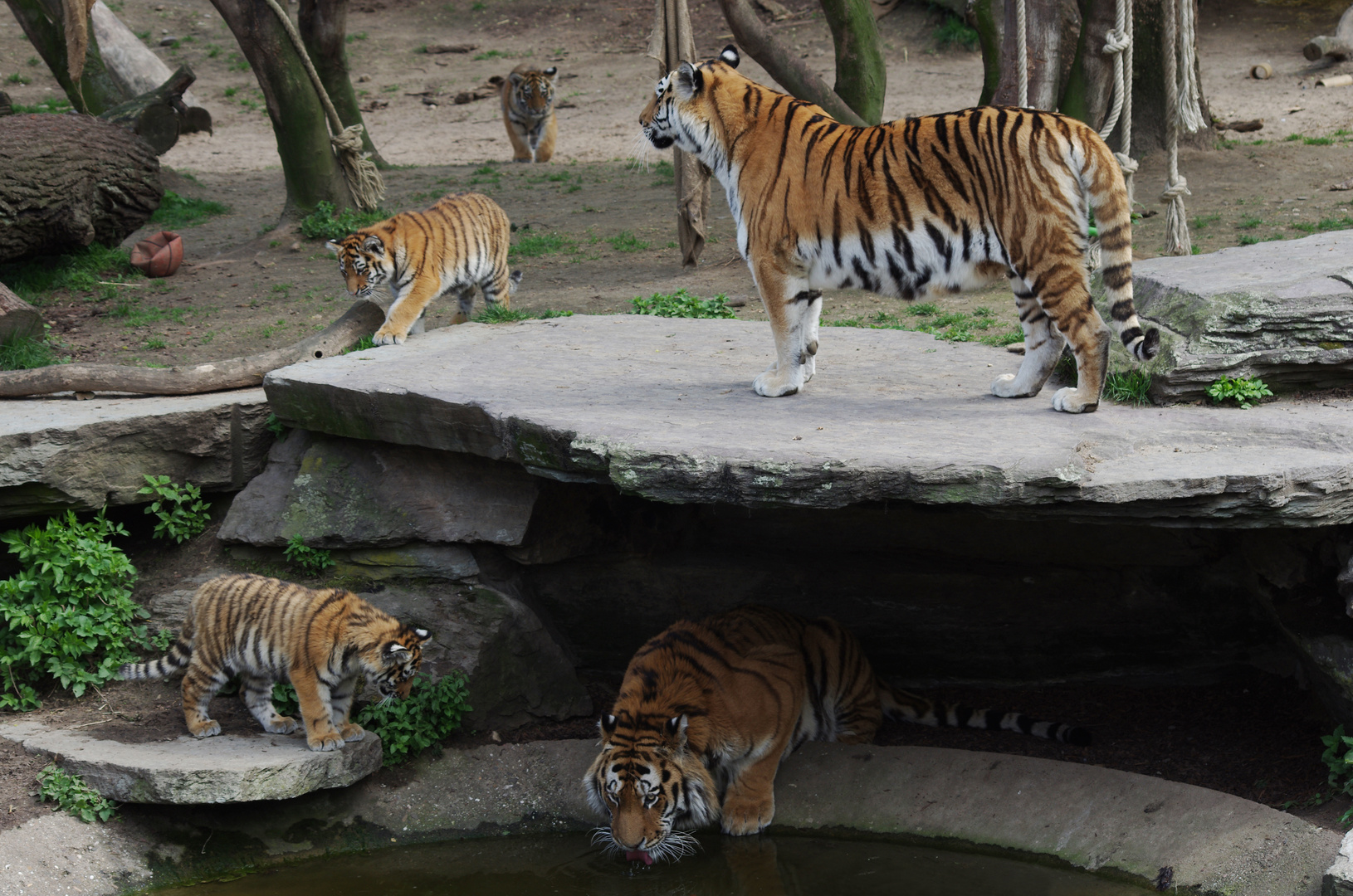 -D- Köln Zoo - Papa, Mama und die Kleinen