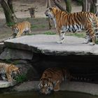 -D- Köln Zoo - Papa, Mama und die Kleinen