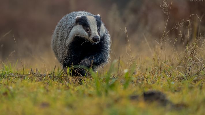 " d o m a , v . l e s e " — " i m . w o i d . d a h o i m “ 