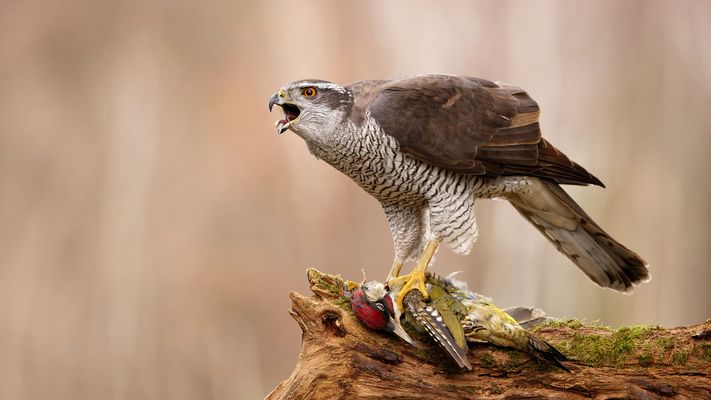 --- D O P P E L T . G E Z Ü N G E L T ---