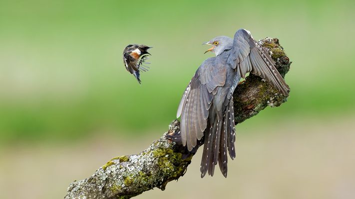 --- D R A C H E N T Ö T E R ---