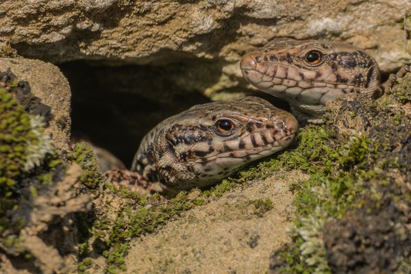 „ d u i . o n d . d e . s e l l “