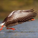 [ D u r c h b l i c k ]