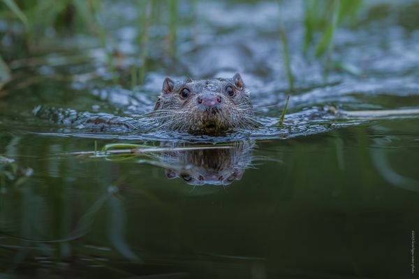 „ d v o j i t á . v y d r a “