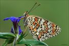 Melitaea phoebe by Sergio Storai 