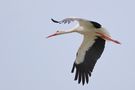 Der Weißstorch im Flug di J.Kater