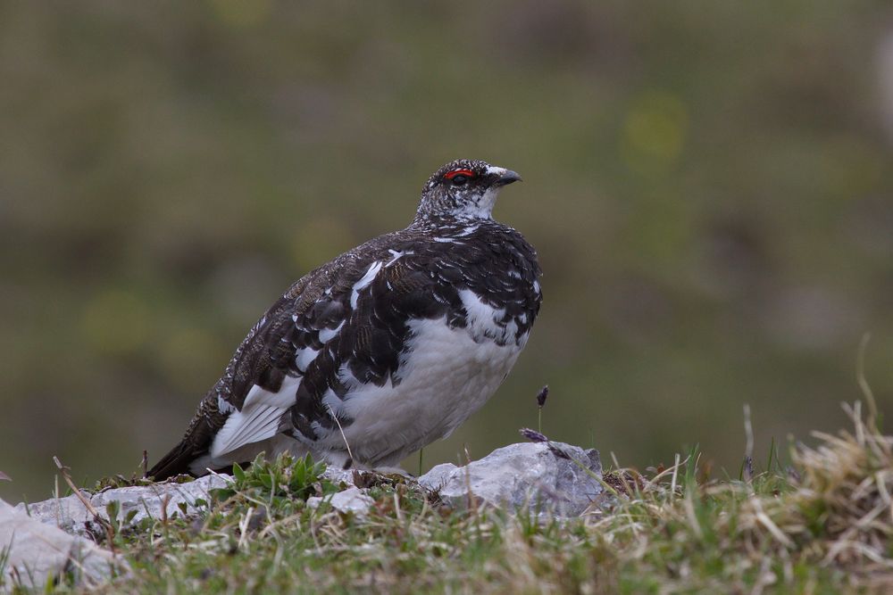 Alpenschneehuhn von Anja Gieseler