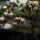 Flowers on wood