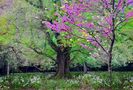 Flowering Trees von Gianpaolo Rossi