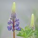 Wilde Lupine