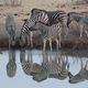 Zebras am Wasserloch