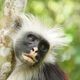 Nachdenklicher Colobus Affe