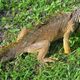 Leguan zu Besuch