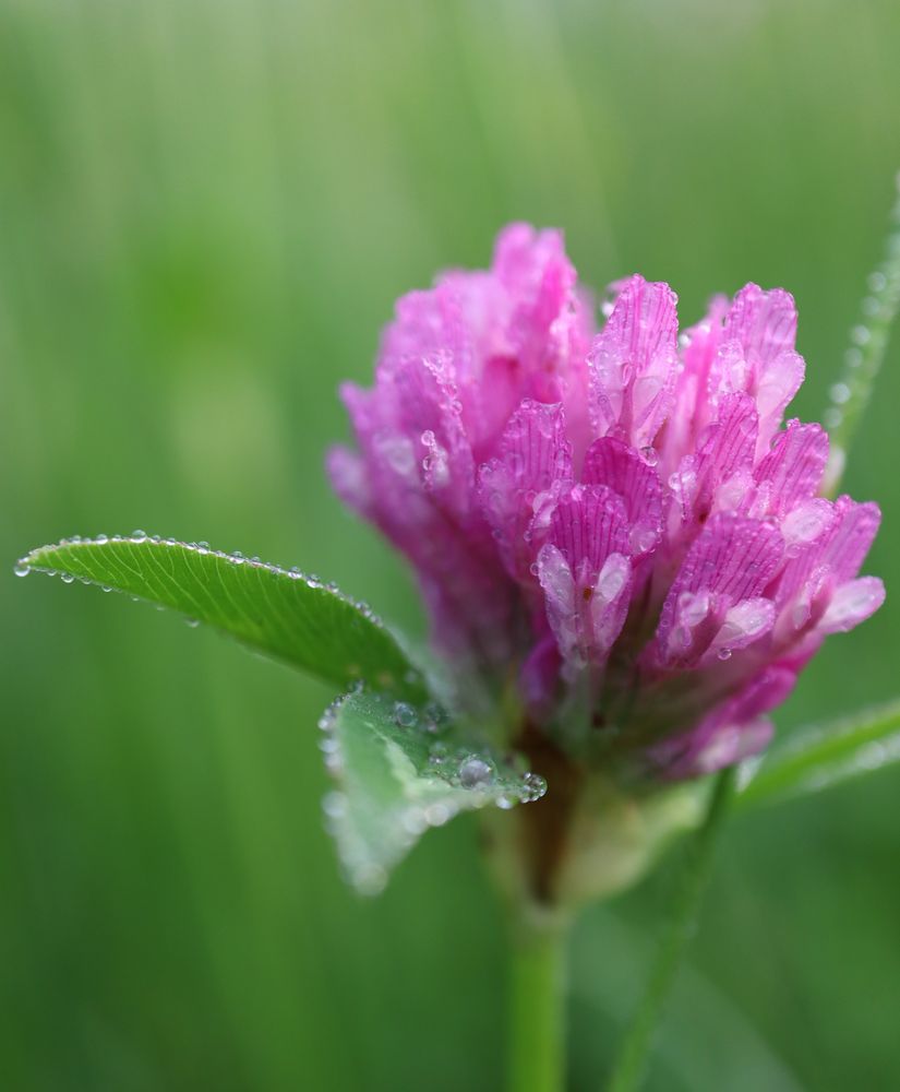 Kleeblüte von malereibetrieb_plank