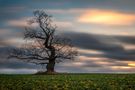 Der einsame Baum II by Ralf von Samson