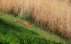 Fuchs, du hast die Gans gestohlen by Babette Holzhauer - Goergens Schätzelein 