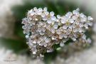 Sanddornblüten von fotowinni