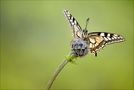 Papilio machaon von Hans Rentsch