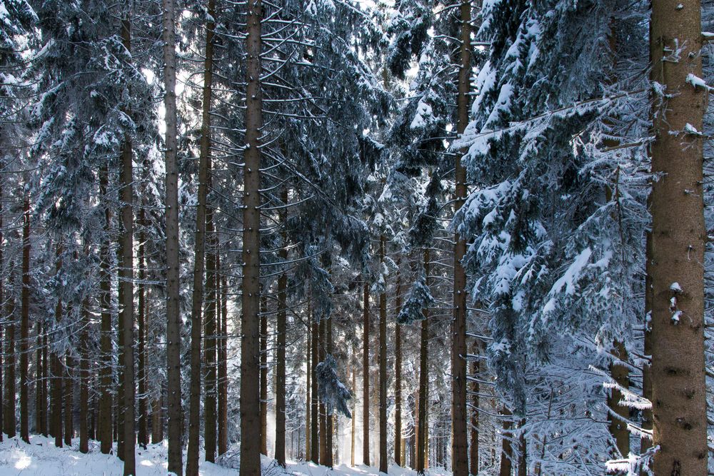 Schnee von SProjer