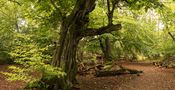 Im Urwald Sababurg bei Kassel von Jürgen Saibic