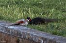 Fighting Pheasants 17 Apr. 2021 A zhi von Pier Paolo Fondi