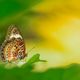 Schmetterling Cethosia Hypsea
