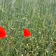 Mohn