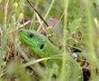 green lizard by Enzo Leprai