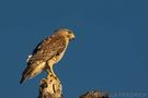 Red Shouldered Hawk by Daniela Friedrich