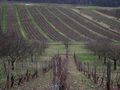 VUE DU VIGNOBLE EN HIVER de BUBUL 